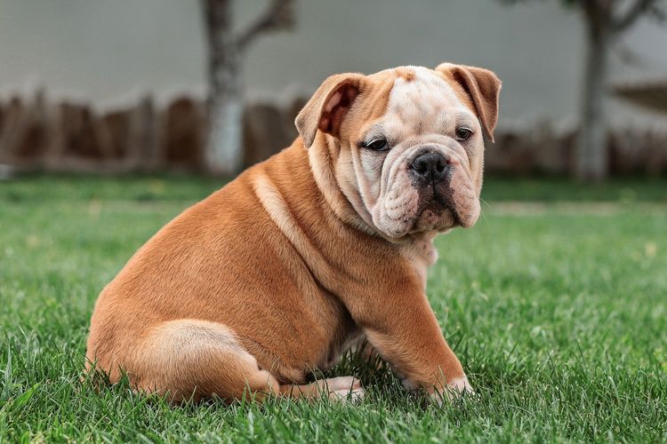 10 Ras Bulldog Berbeda untuk Dipertimbangkan