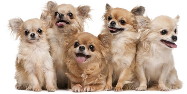 Fakta Menarik Ras Anjing Chihuahua